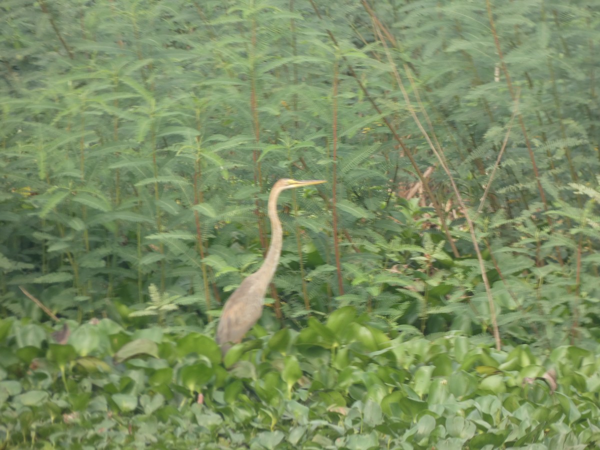 Purple Heron - Mike Tuer