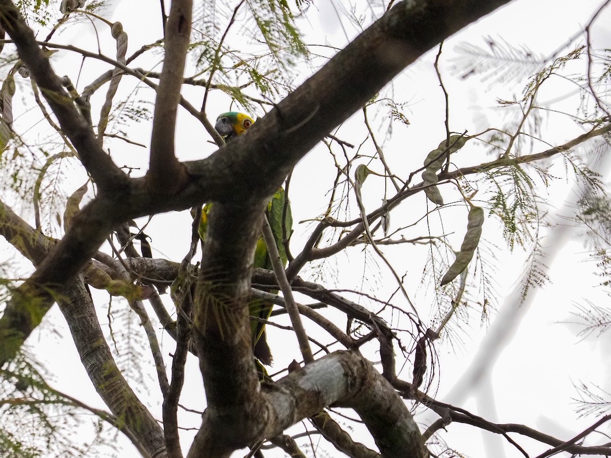 Turquoise-fronted Amazon - ML617375615