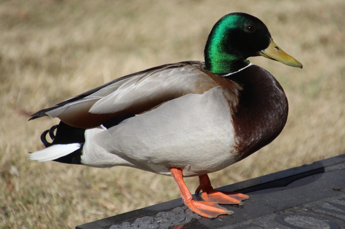 Mallard - ML617375635