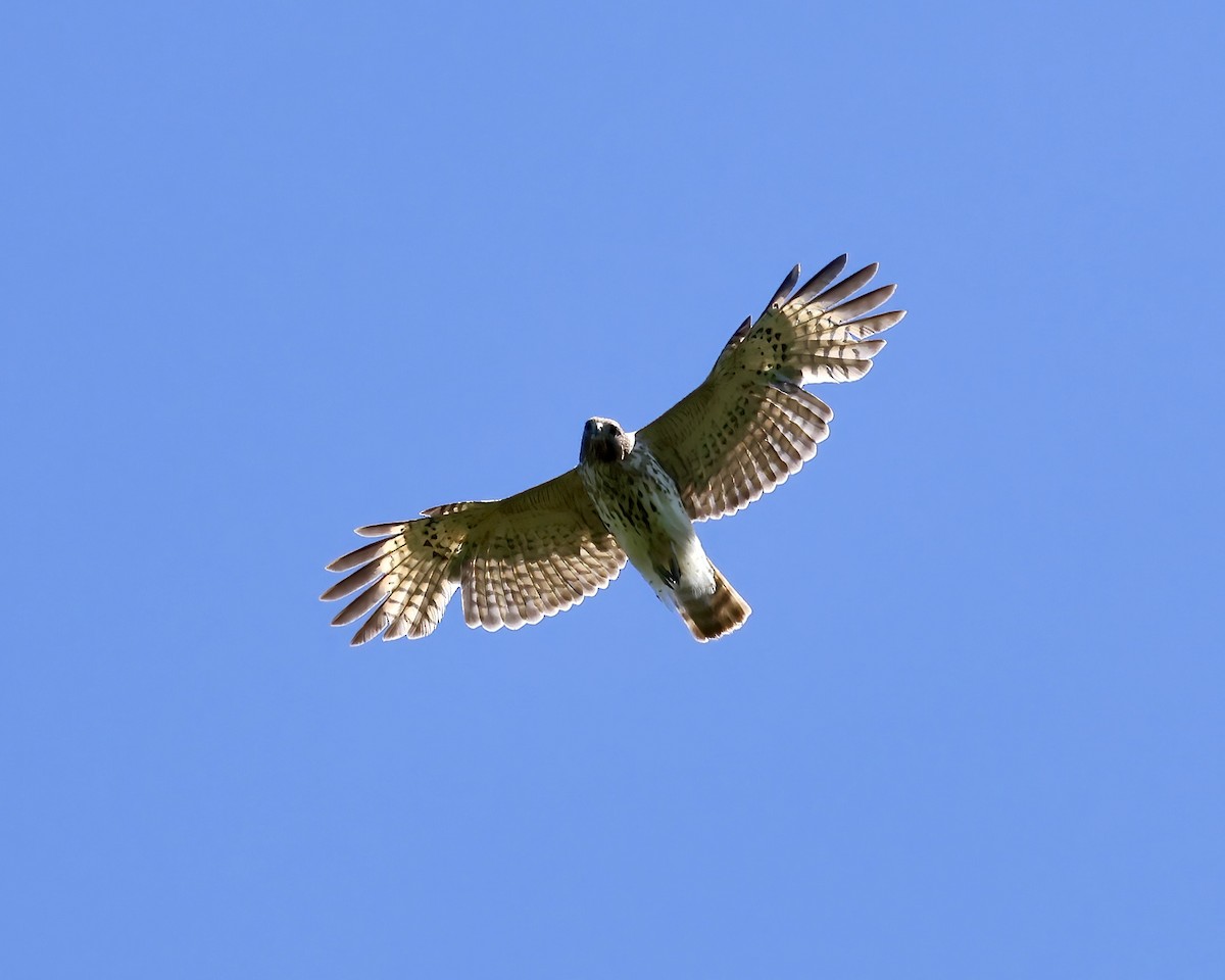 Red-shouldered Hawk - ML617375639