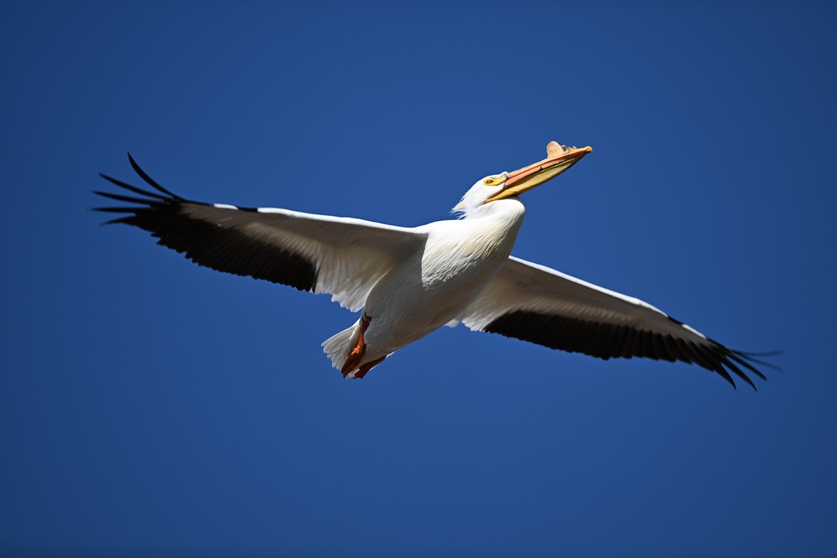 American White Pelican - ML617375643