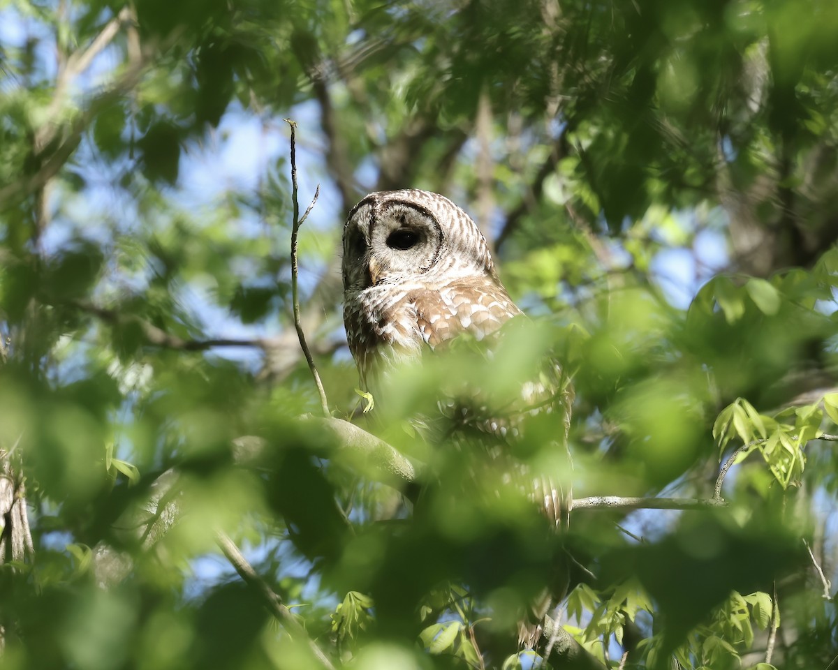 Barred Owl - ML617375659