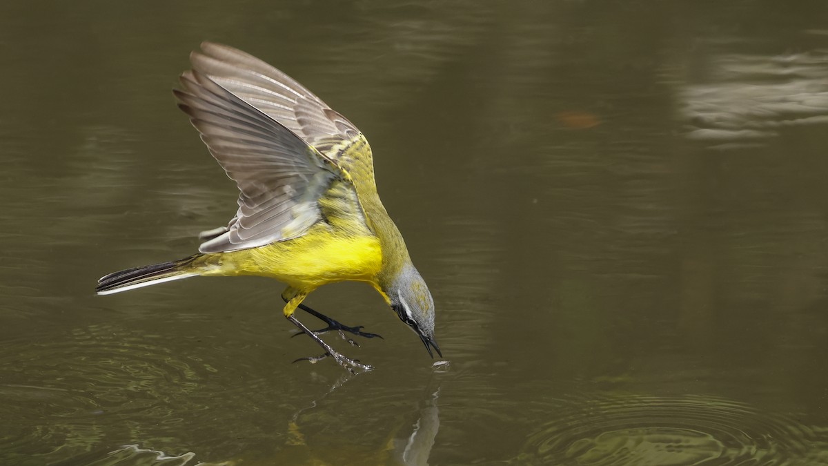 Western Yellow Wagtail - ML617375667