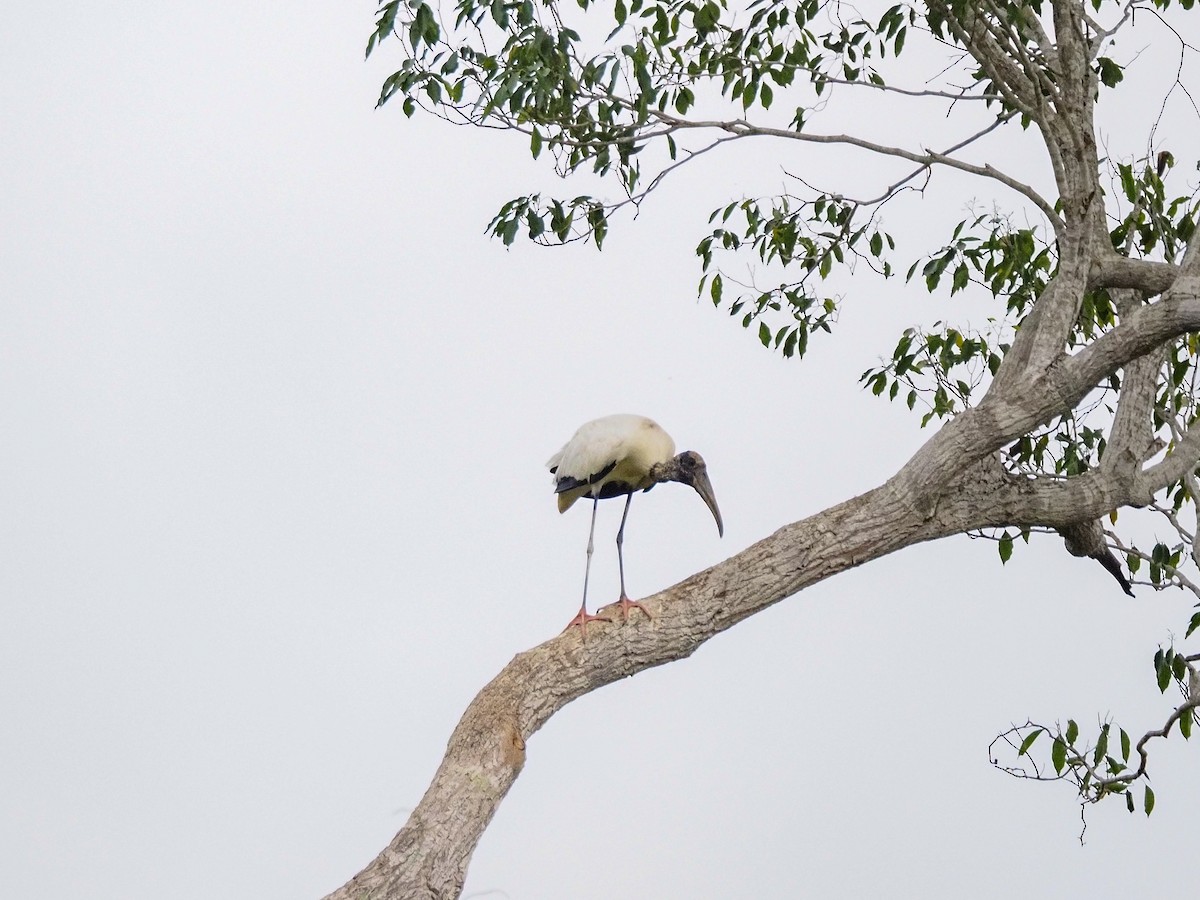 Wood Stork - ML617375671