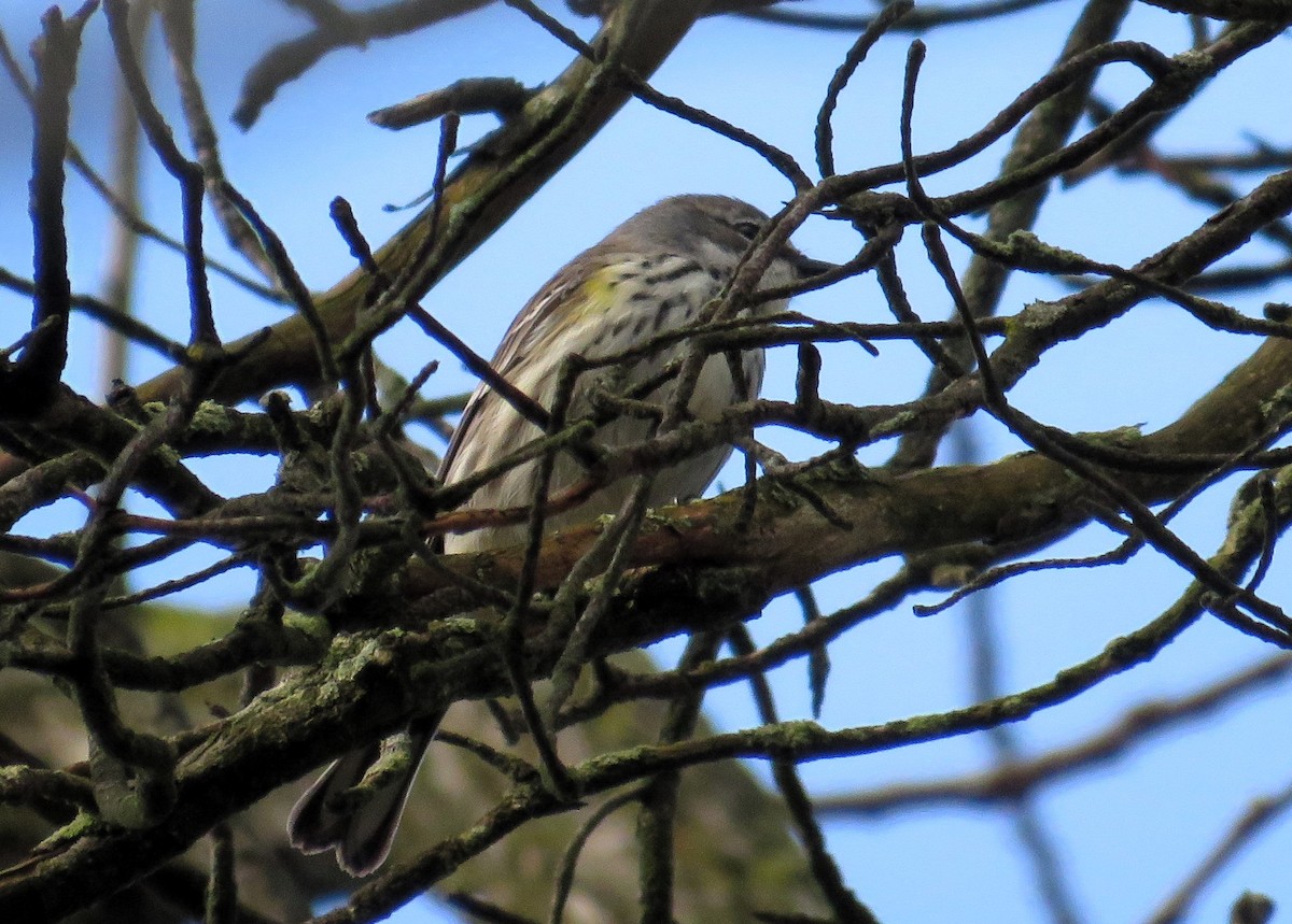 Yellow-rumped Warbler - ML617375672