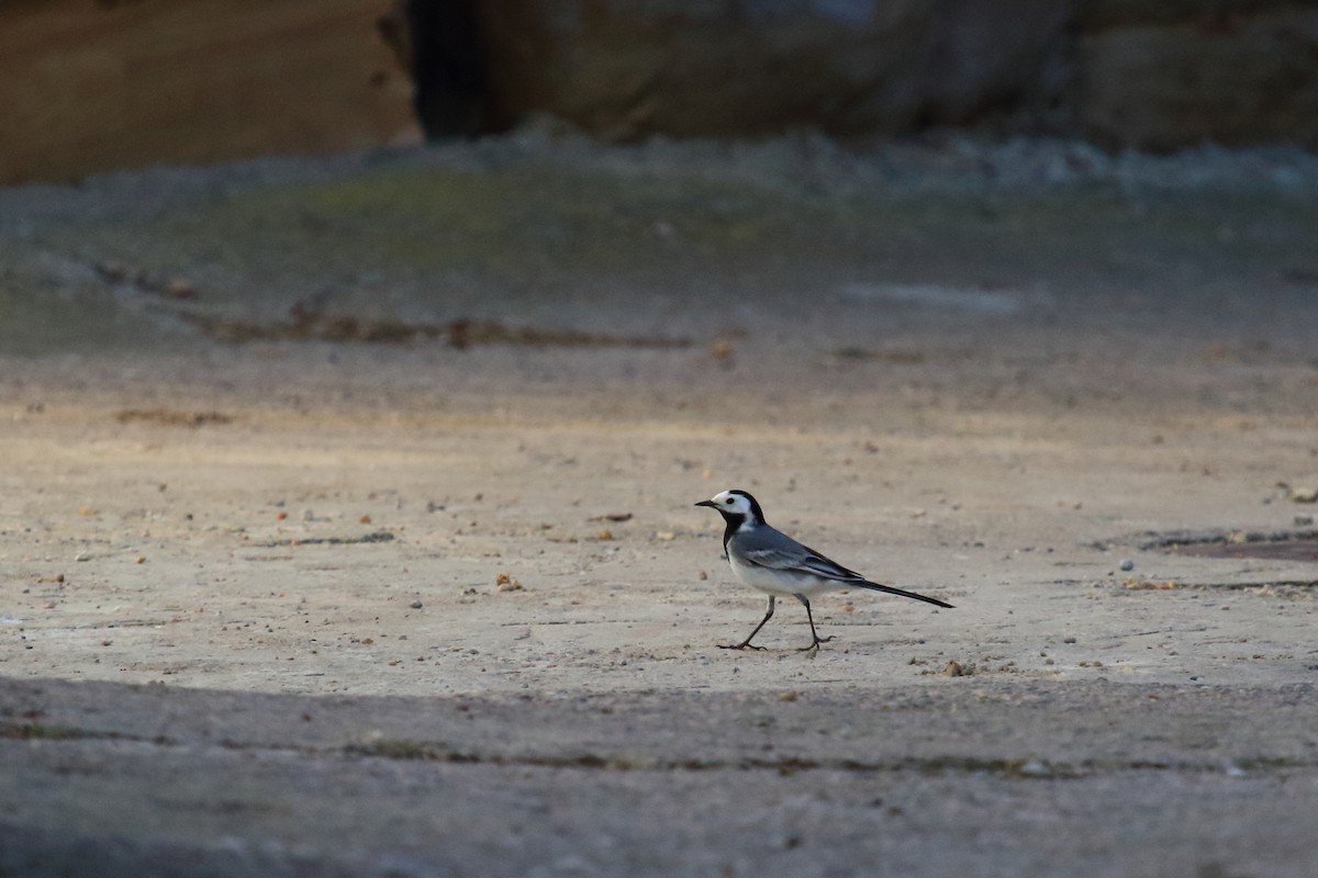 White Wagtail - ML617375674