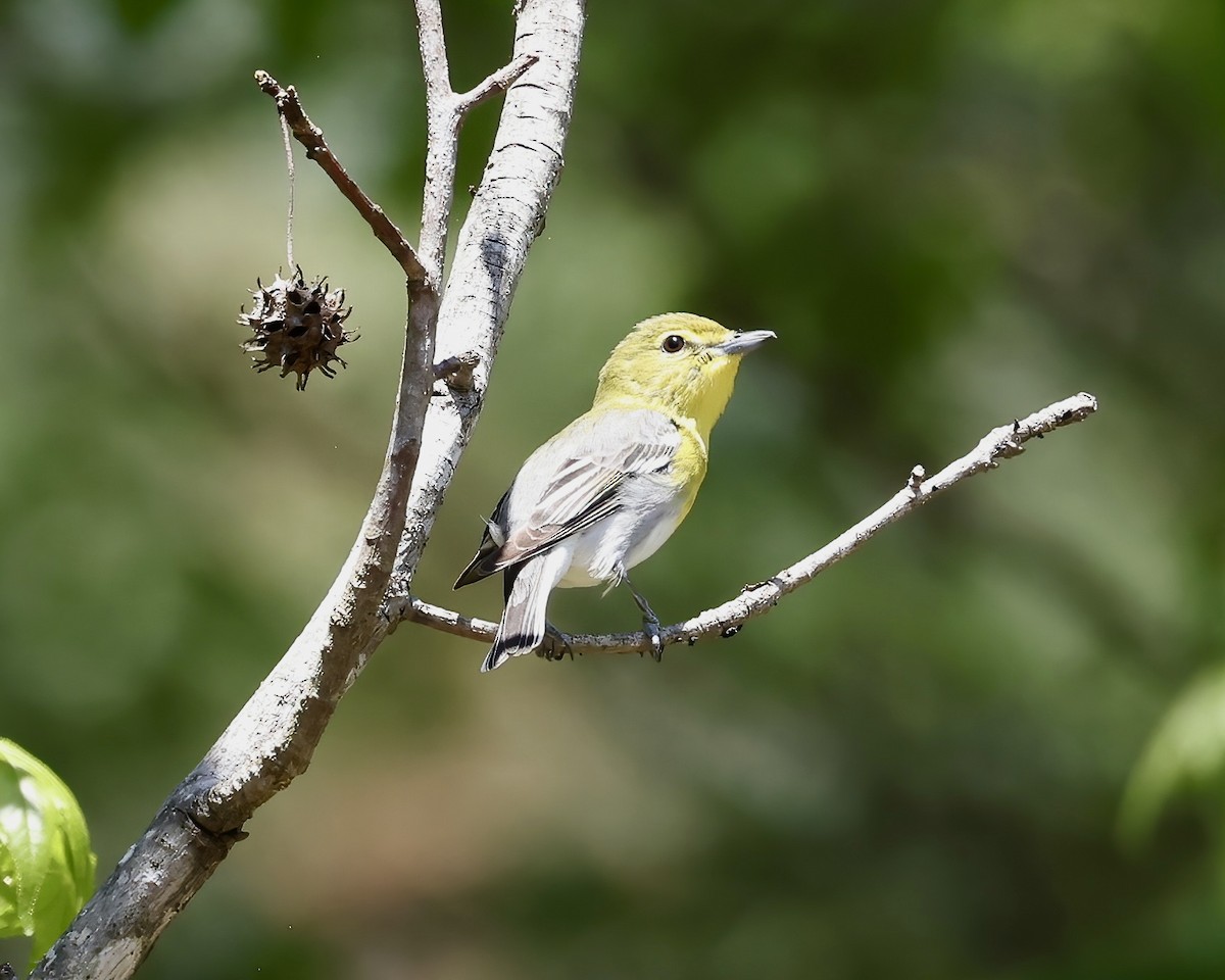 Yellow-throated Vireo - ML617375696