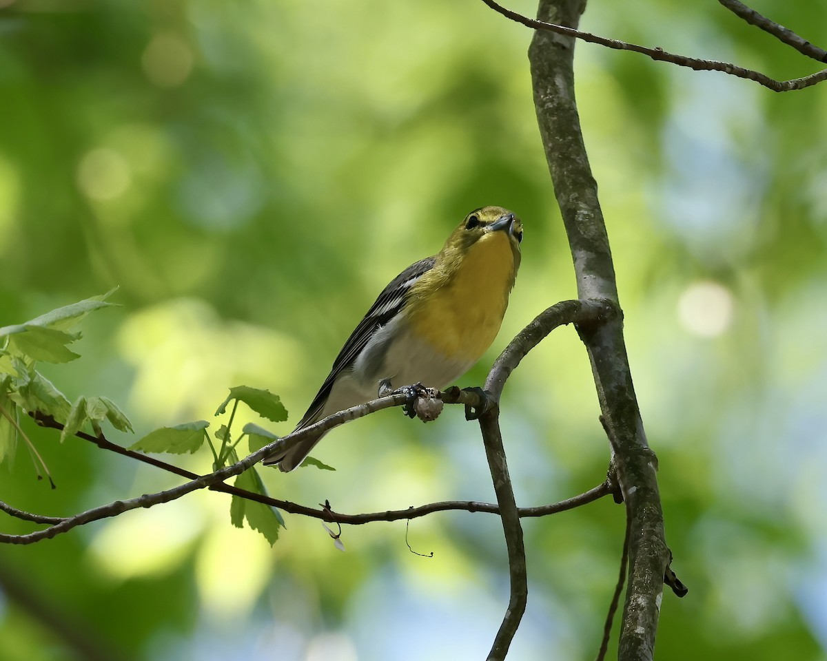 Yellow-throated Vireo - ML617375697