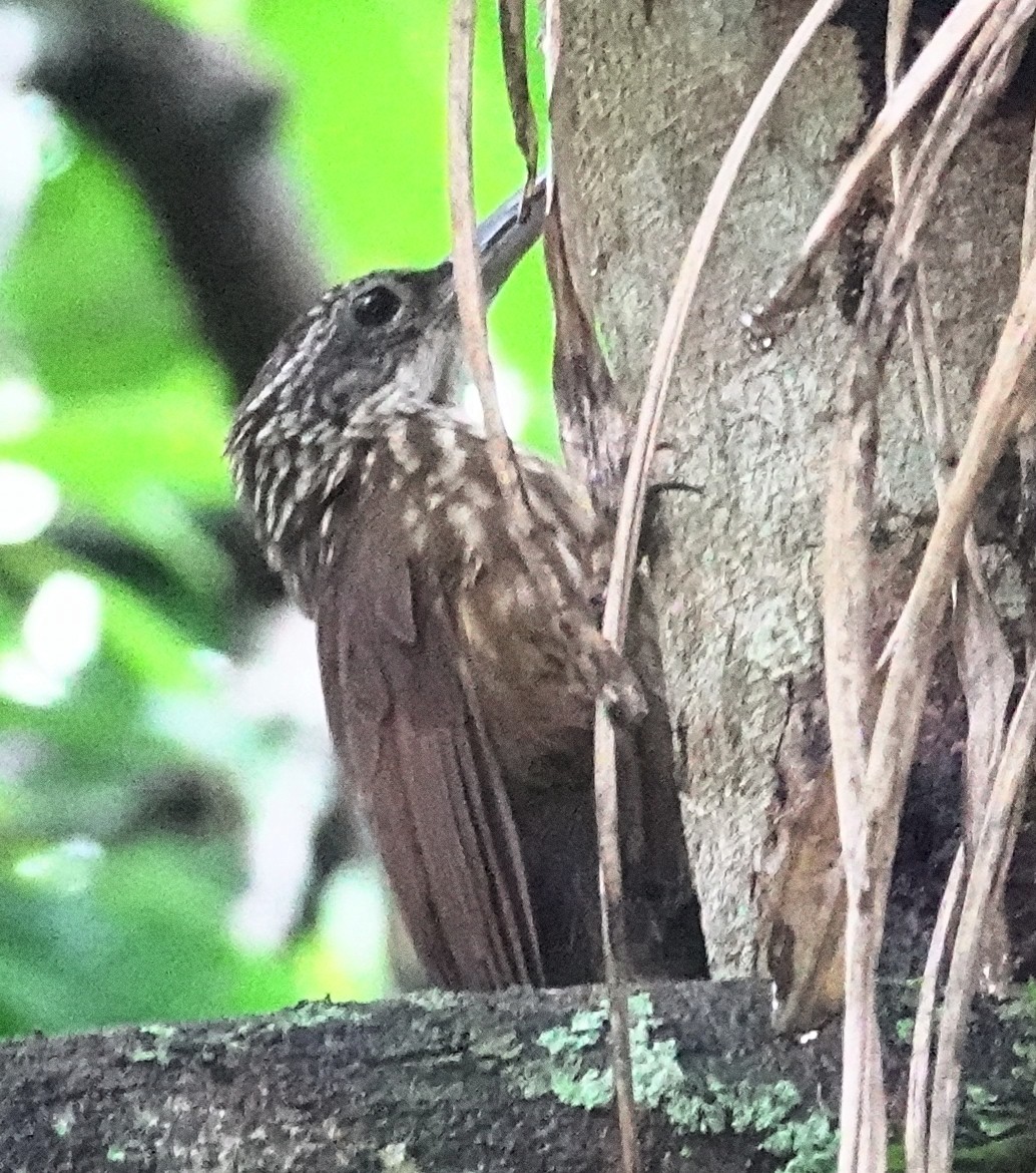 Buff-throated Woodcreeper (Dusky-billed) - Joey Kellner