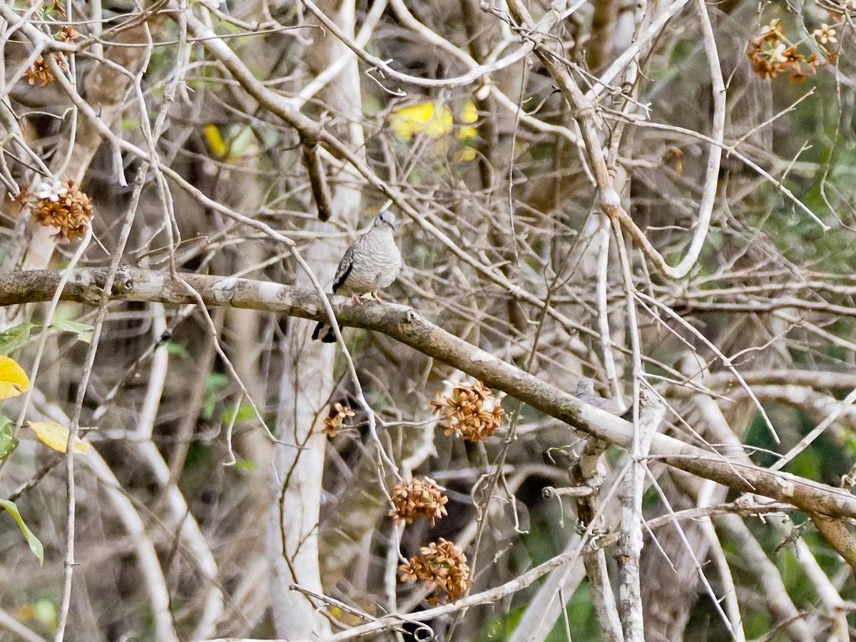 Scaled Dove - ML617375718