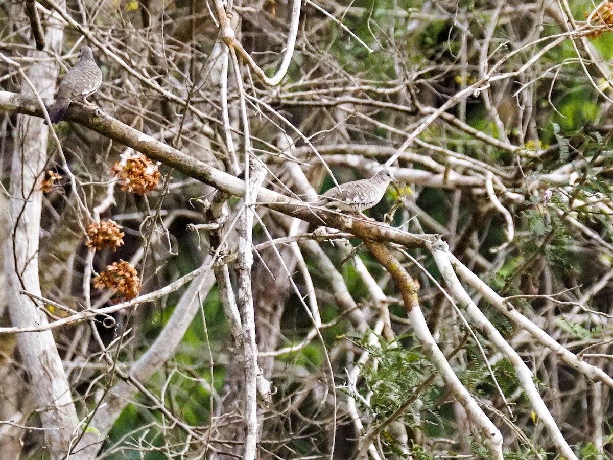 Scaled Dove - ML617375719