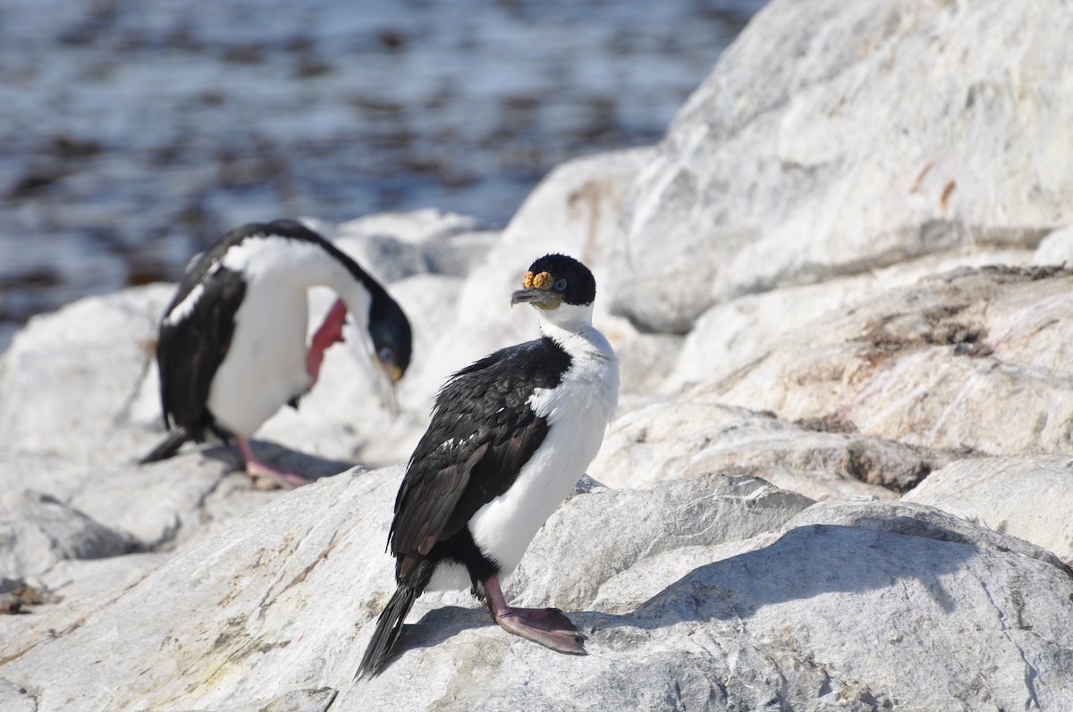 Cormorán Imperial - ML617375724