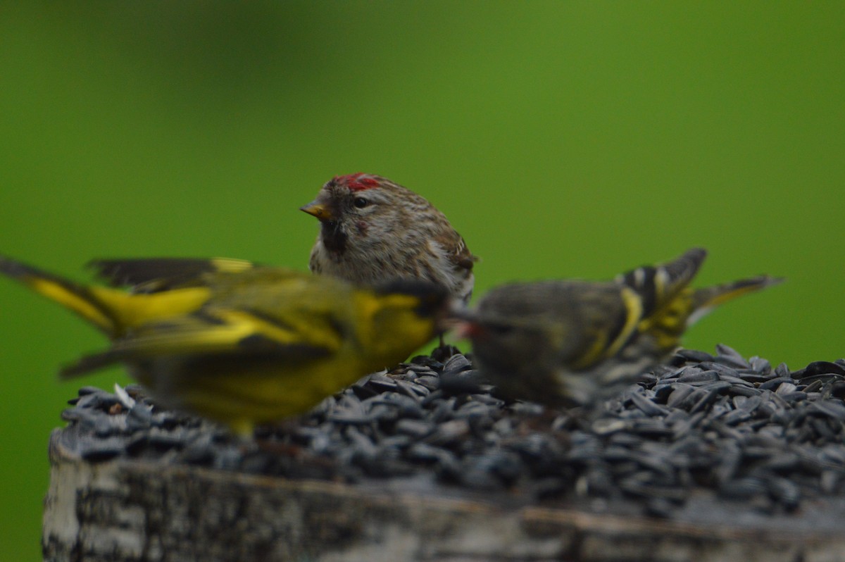 Common Redpoll - ML617375727