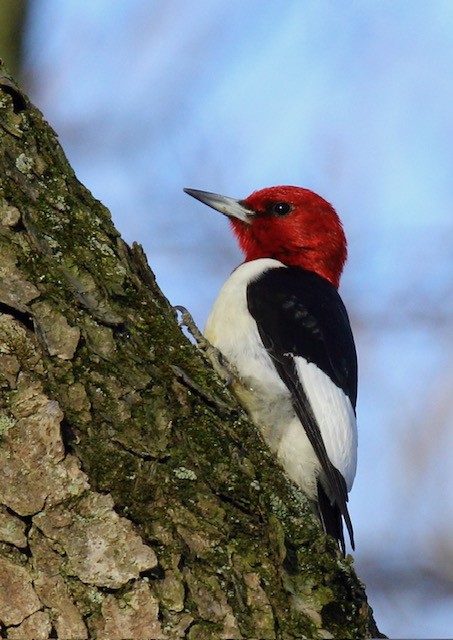 Red-headed Woodpecker - ML617375755
