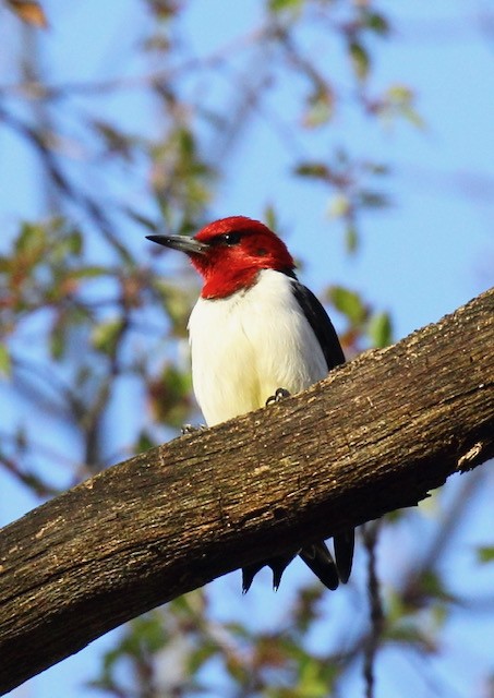 Red-headed Woodpecker - ML617375756