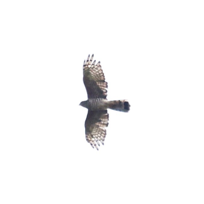 African Goshawk (Southern) - ML617375759