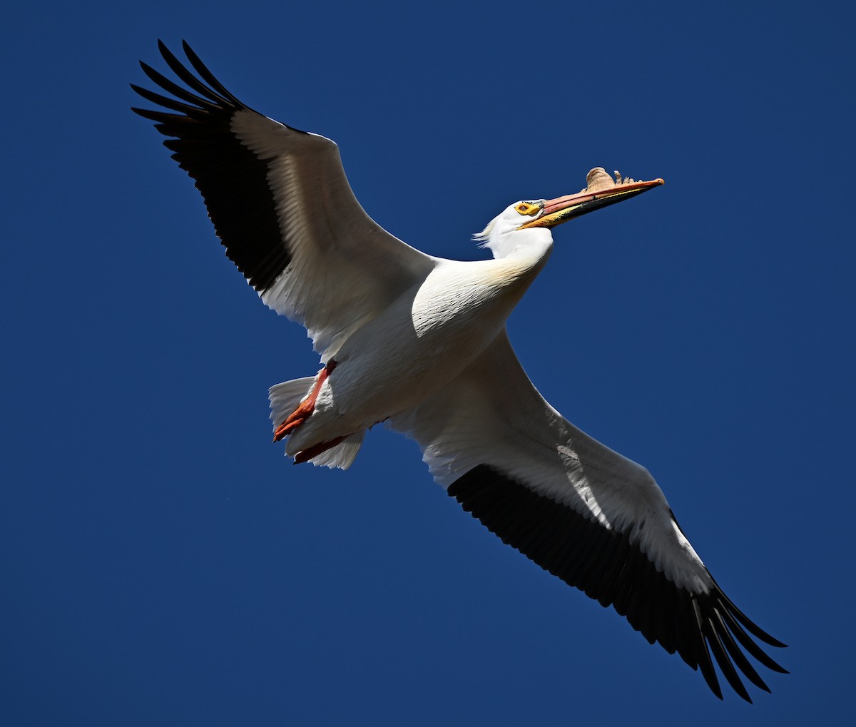 American White Pelican - ML617375762