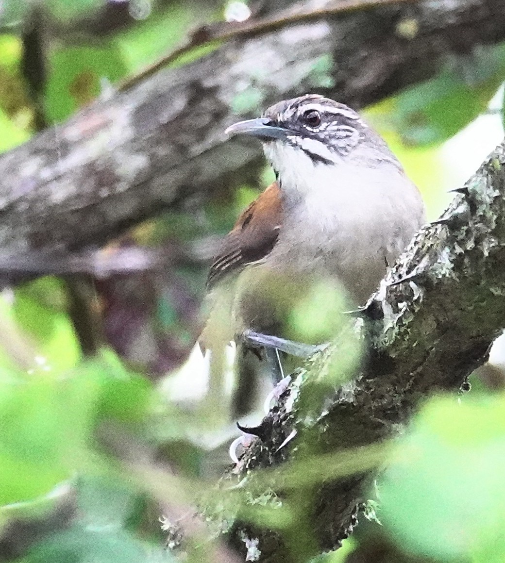 Moustached Wren - ML617375772