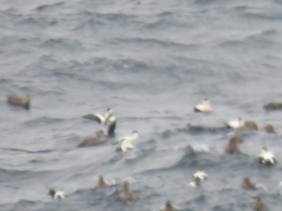 Common Eider - ML617375792