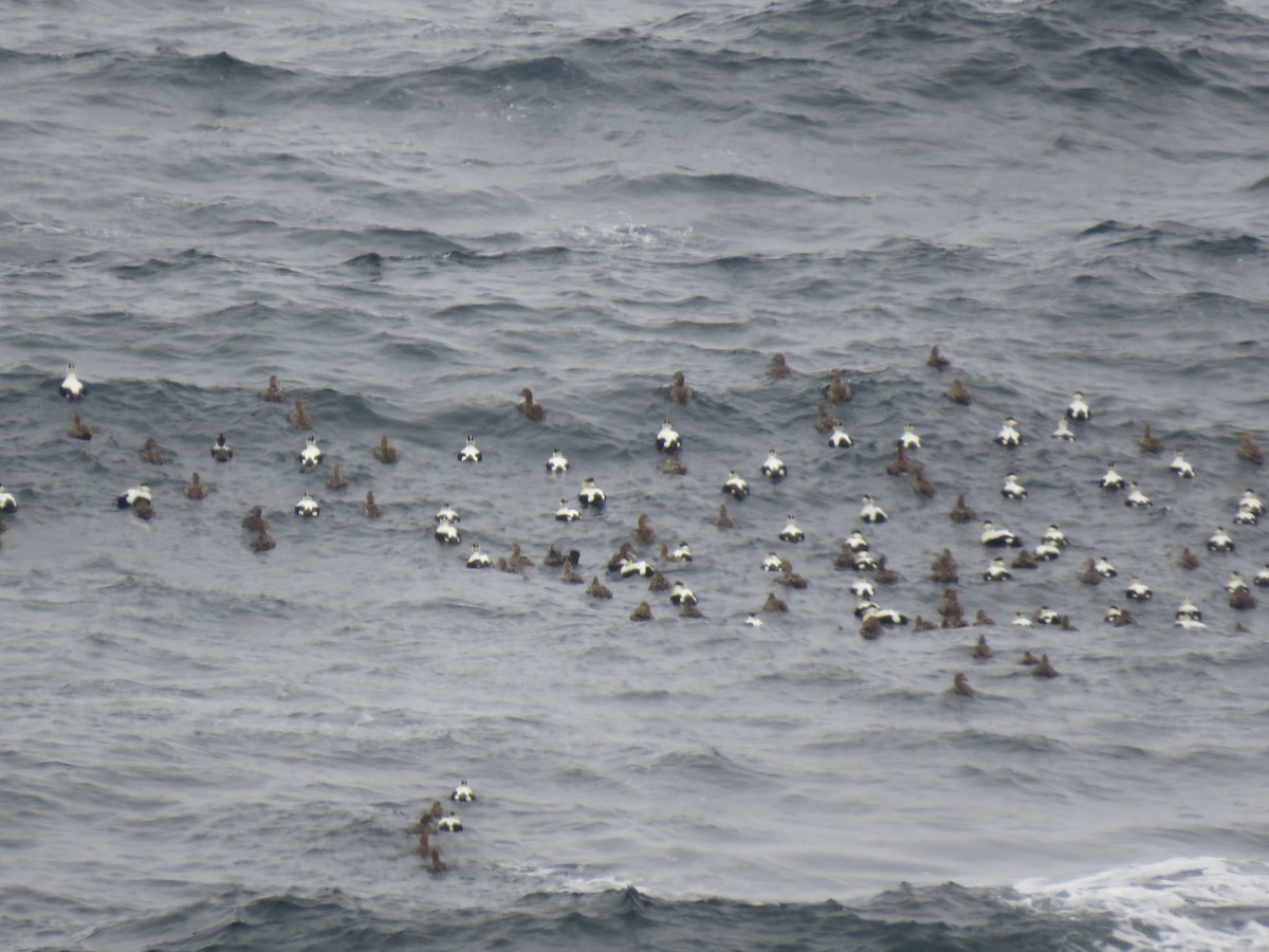 Common Eider - ML617375794