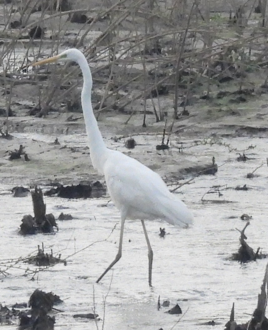 Great Egret - ML617375836