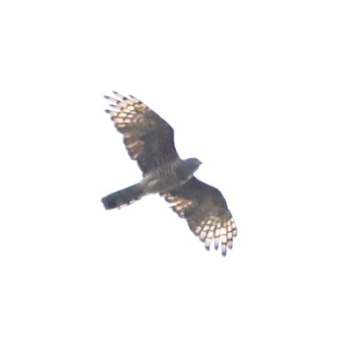 African Goshawk (Southern) - ML617375852