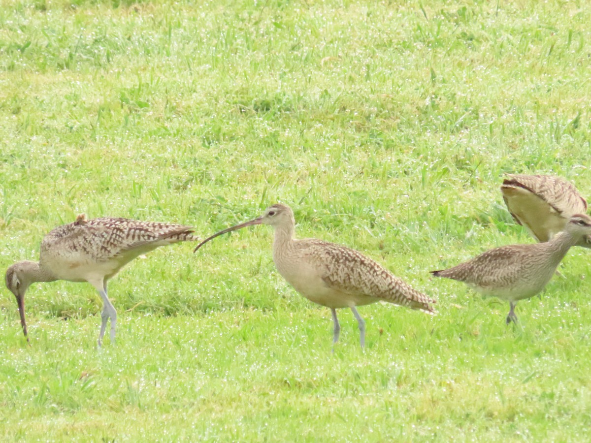 Long-billed Curlew - ML617375885