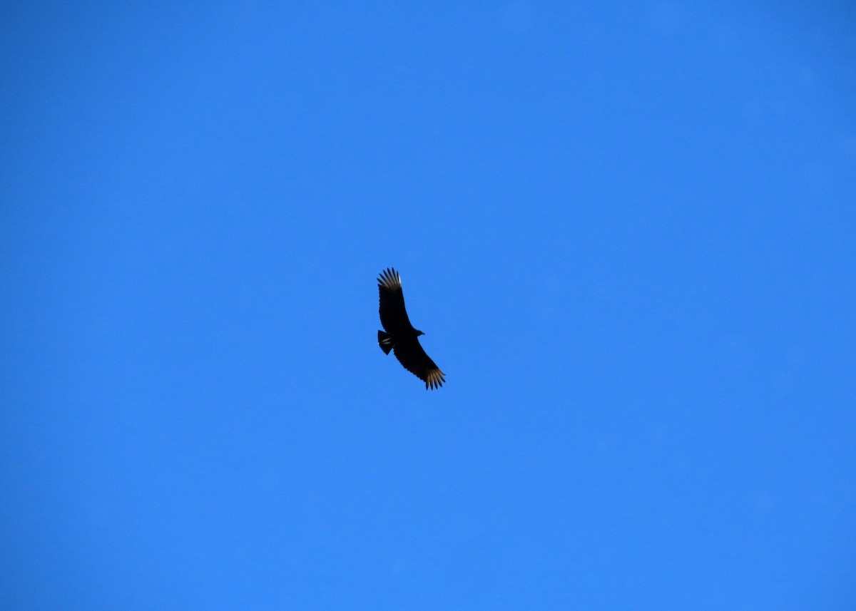 Black Vulture - ML617375890