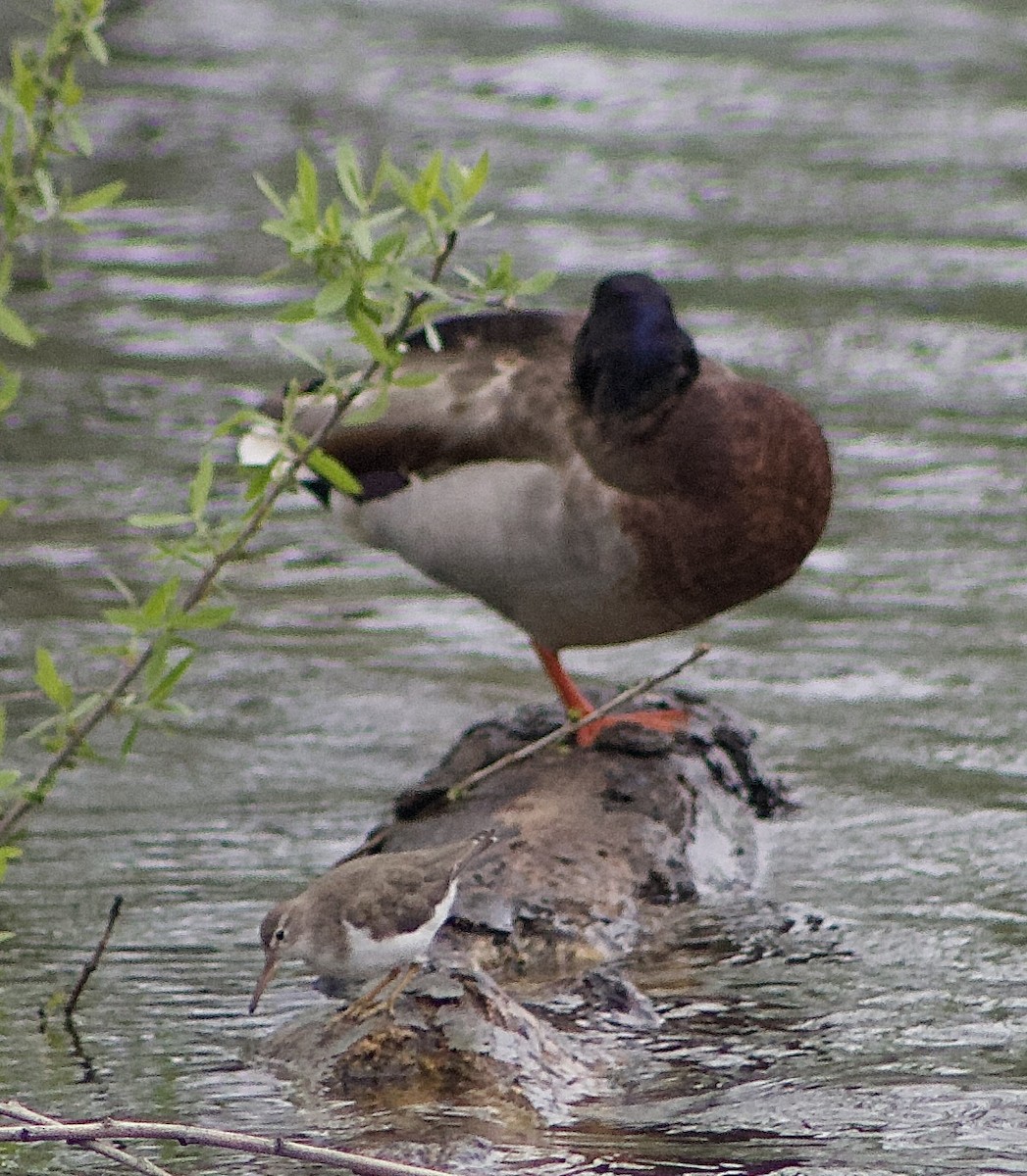 Spotted Sandpiper - Caitlin Eldridge