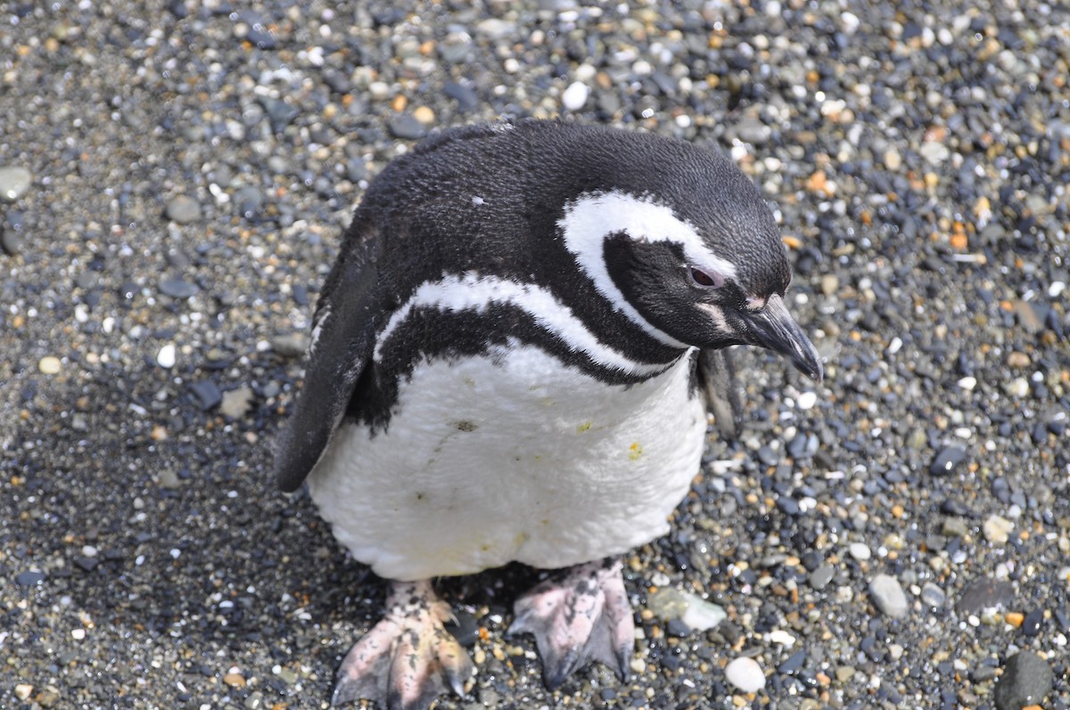 Пінгвін магеланський - ML617375930