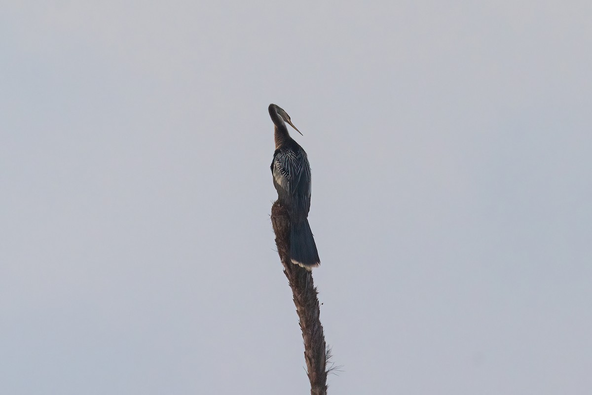 Anhinga - ML617375942