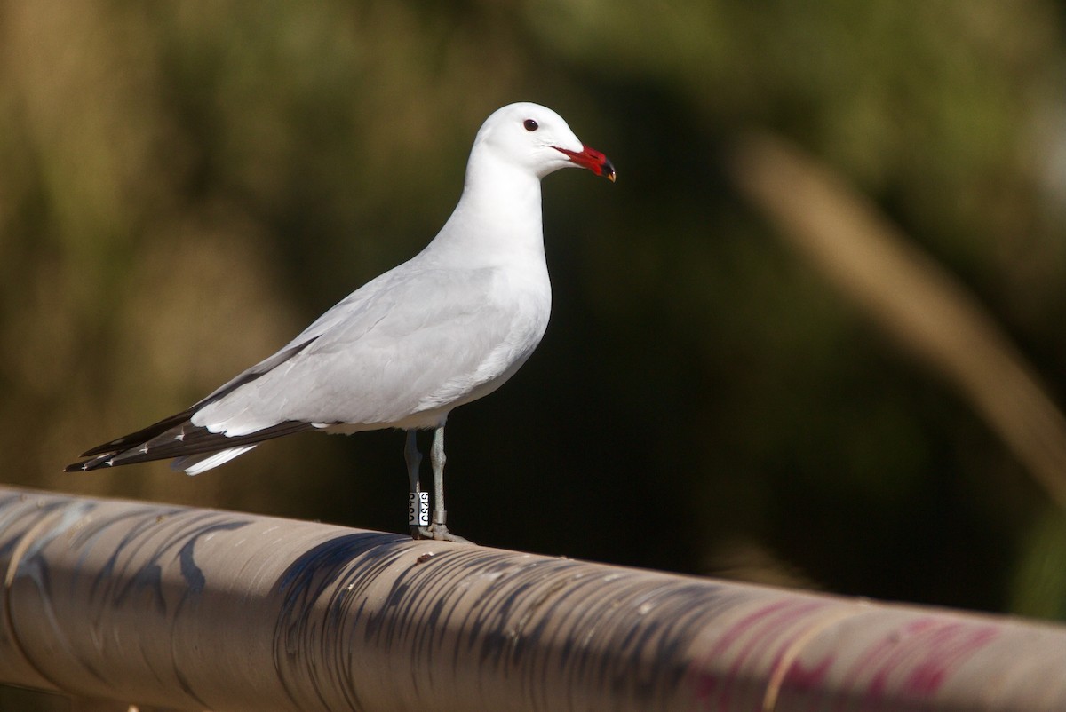 Audouin's Gull - ML617375944