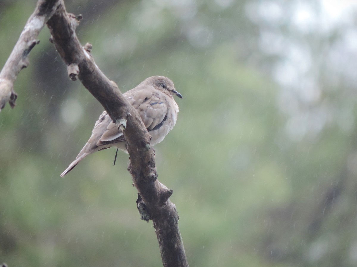 Picui Ground Dove - ML617375946