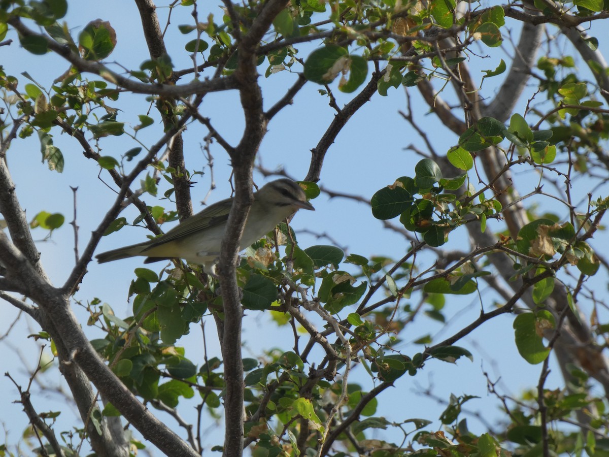 Black-whiskered Vireo - ML617376008