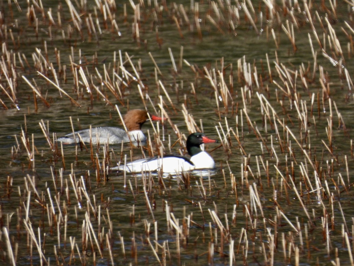 Common Merganser - ML617376028