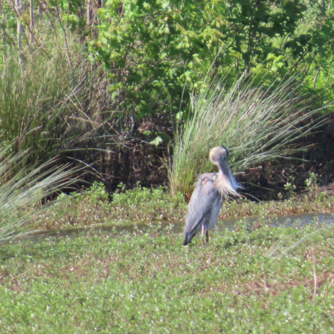 Great Blue Heron - ML617376073