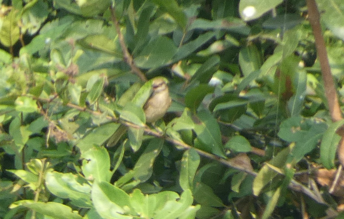 Mosquitero Sombrío - ML617376080