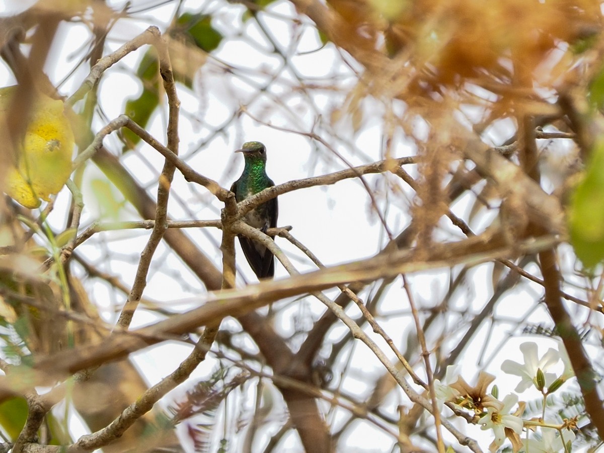 Glittering-throated Emerald - ML617376092