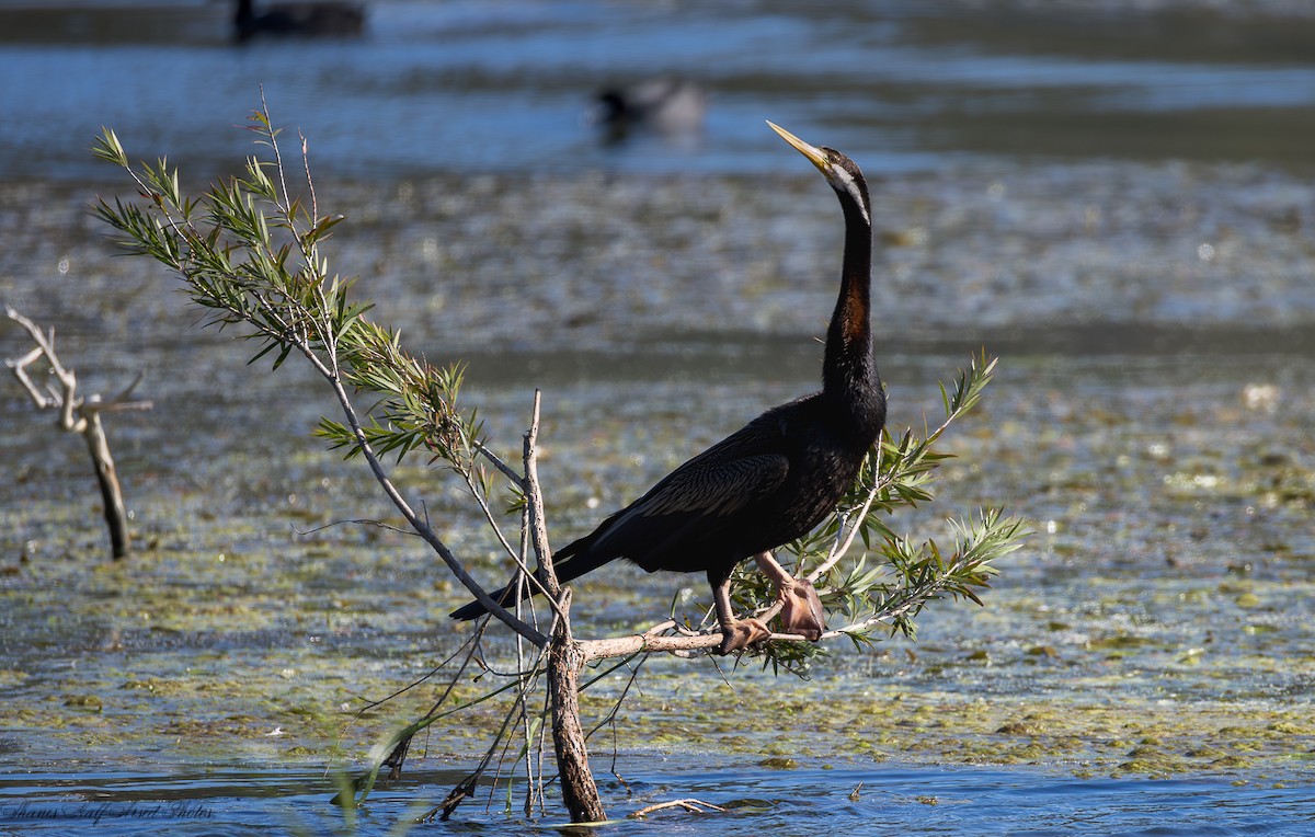 Australasian Darter - Shane R Lawton