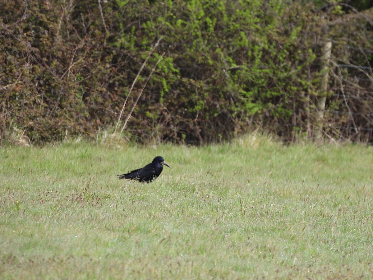 Rook - ML617376182