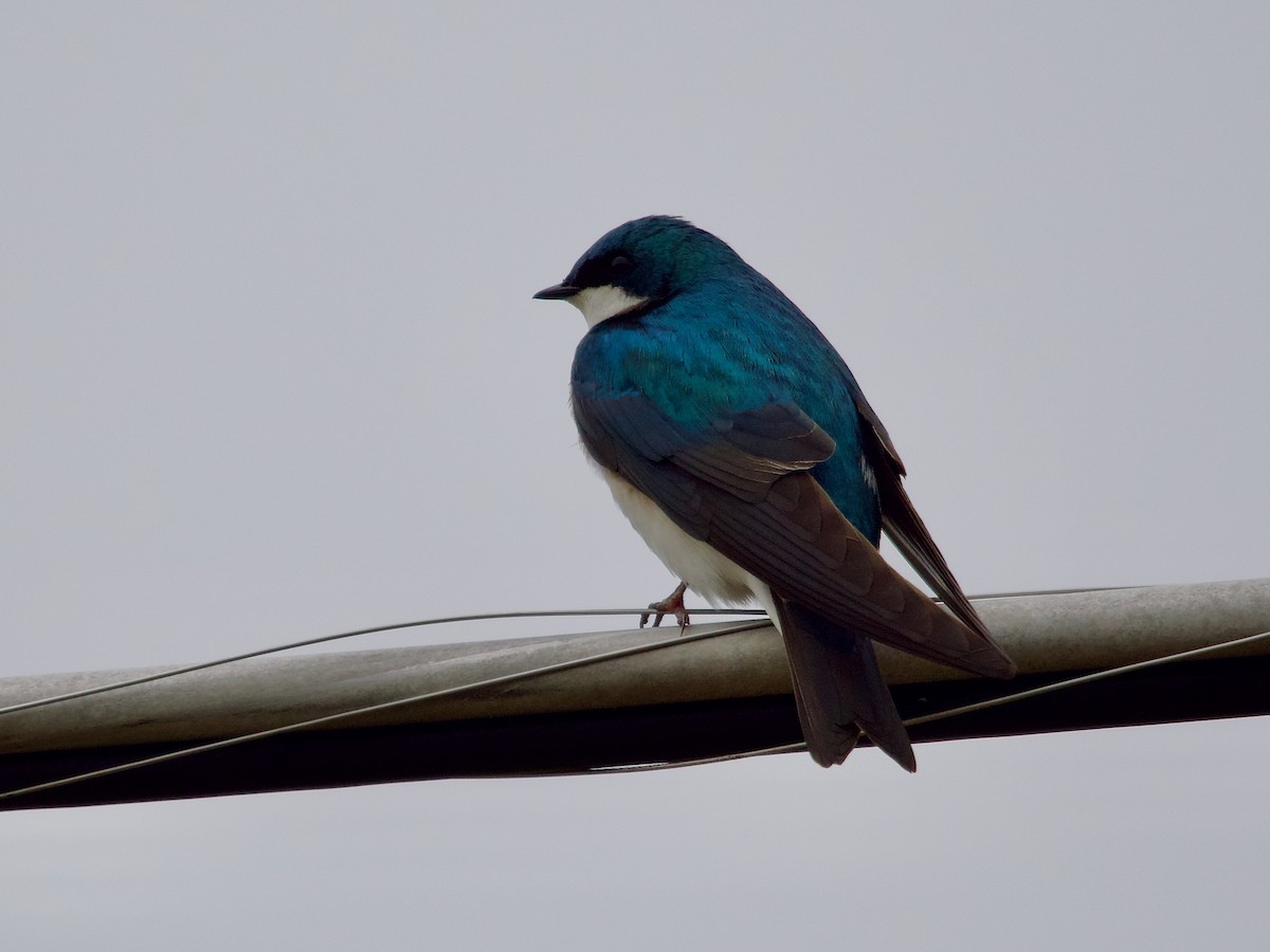 Tree Swallow - ML617376185