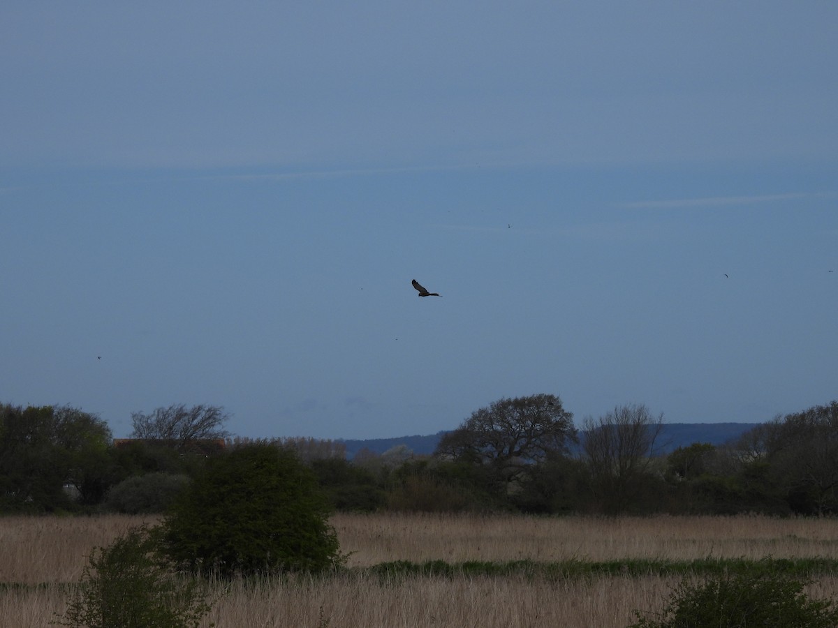 Western Marsh Harrier - ML617376220