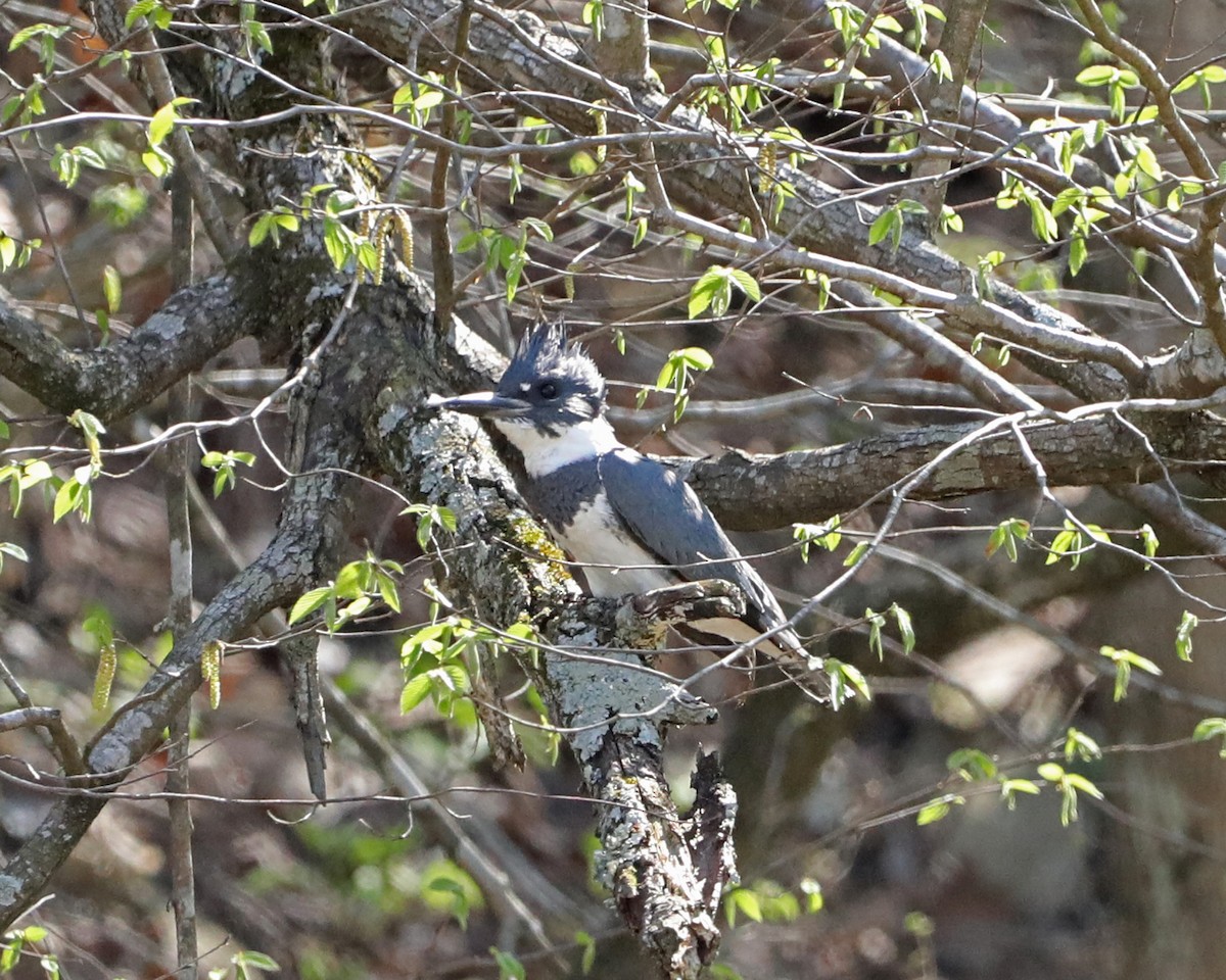Belted Kingfisher - ML617376242