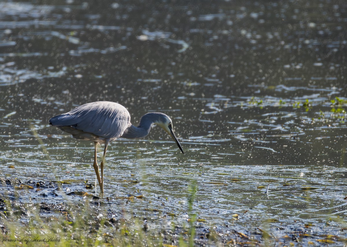 White-faced Heron - Shane R Lawton