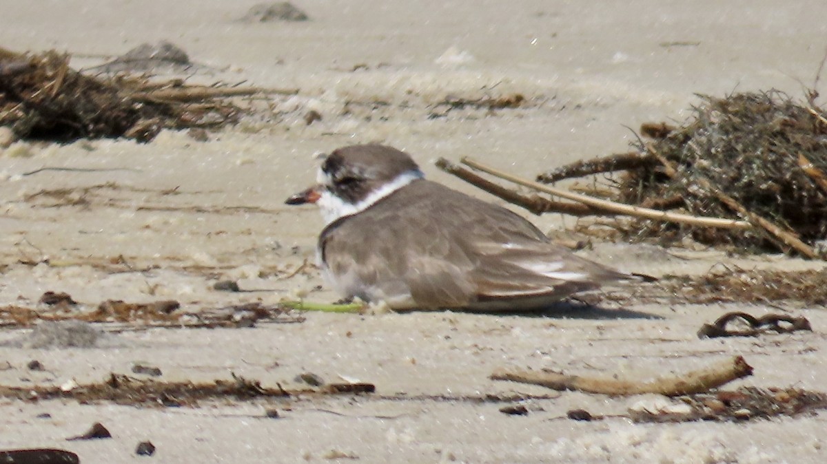 Semipalmated Plover - ML617376247