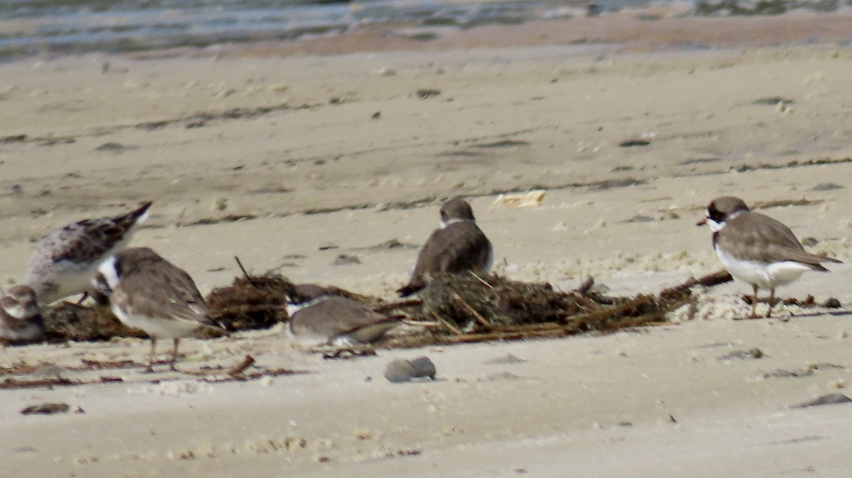 Semipalmated Plover - ML617376248