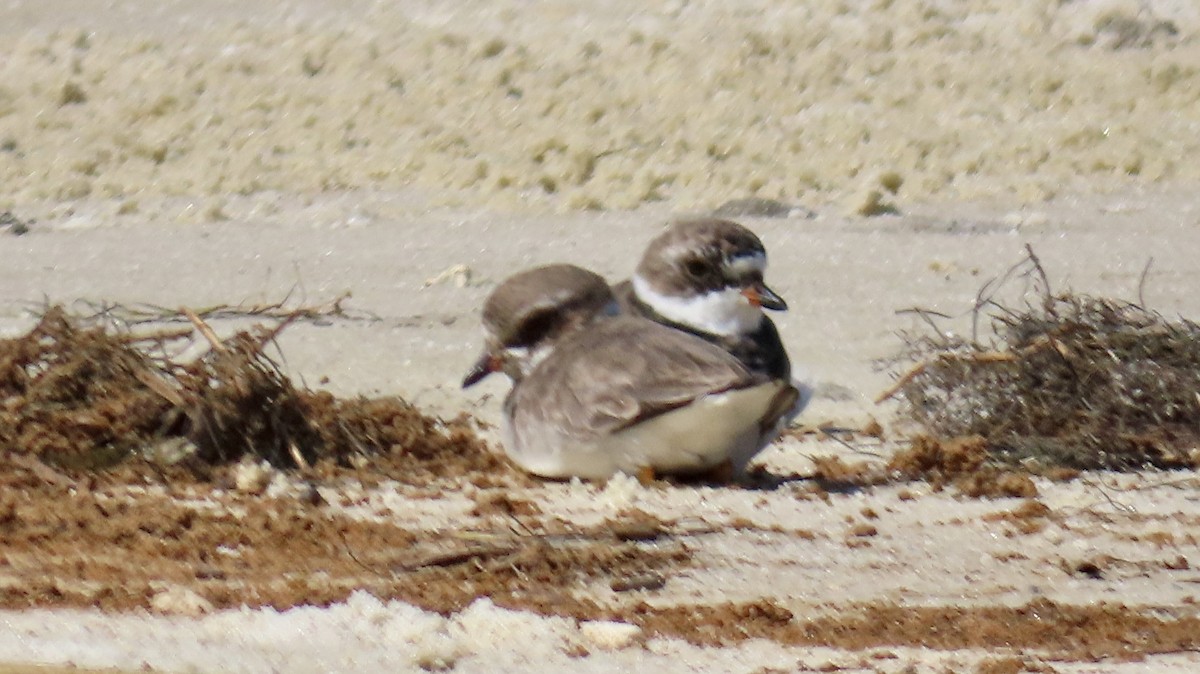 Semipalmated Plover - ML617376249