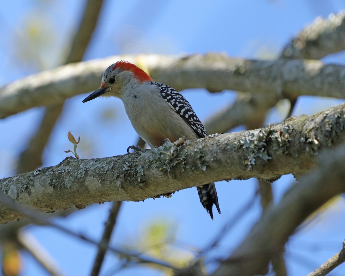Red-bellied Woodpecker - ML617376263