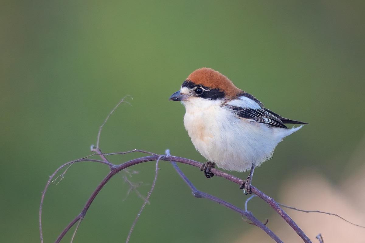 Woodchat Shrike - ML617376265