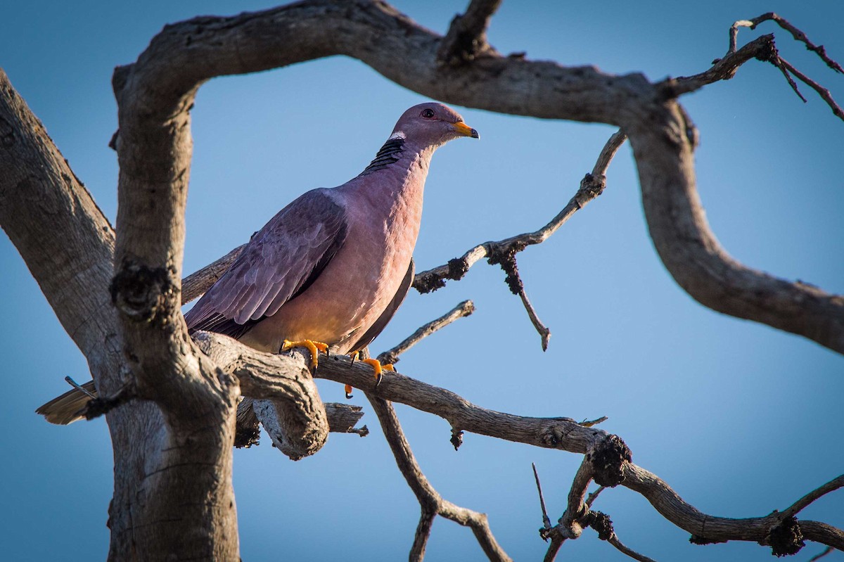 Band-tailed Pigeon - Evan Rasmussen